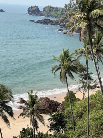 Palms above a quiet beach
